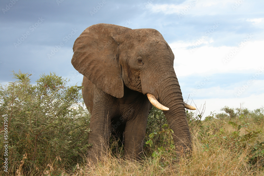 Fototapeta premium Afrikanischer Elefant / African elephant / Loxodonta africana