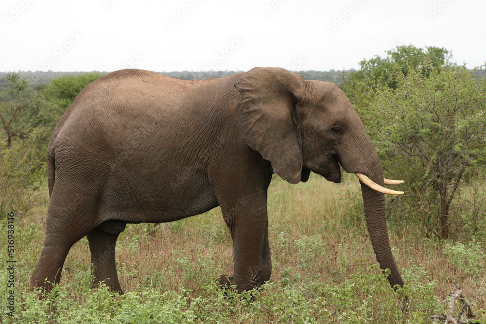 Obraz premium Afrikanischer Elefant / African elephant / Loxodonta africana