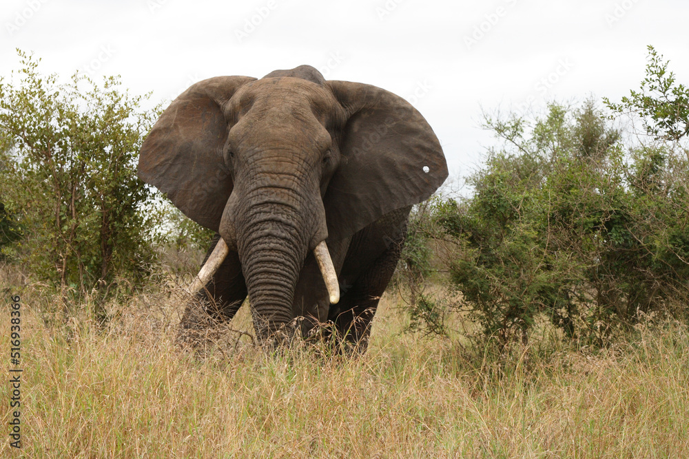 Fototapeta premium Afrikanischer Elefant / African elephant / Loxodonta africana