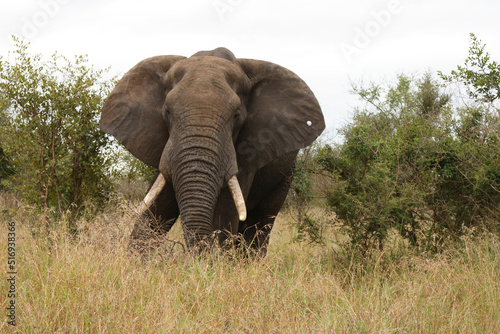 Afrikanischer Elefant / African elephant / Loxodonta africana