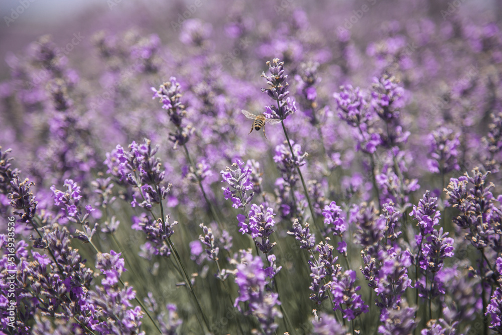 Naklejka premium Bee pollination of a lavender flower in a lavender field, medium plan, horizontal 