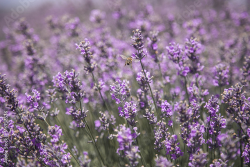 Bee pollination of a lavender flower in a lavender field, medium plan, horizontal 