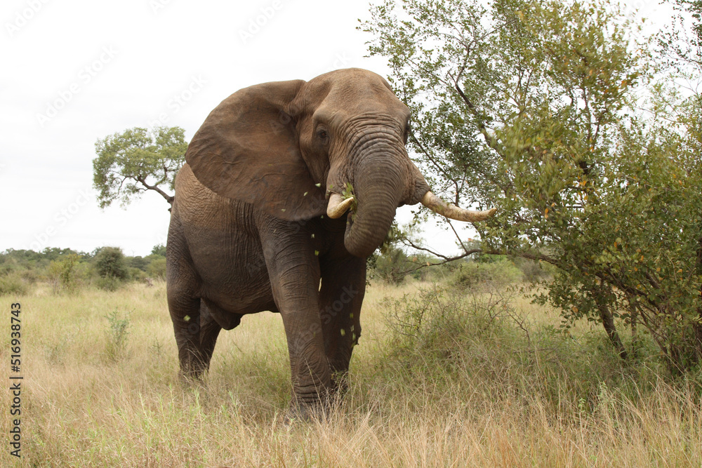 Fototapeta premium Afrikanischer Elefant / African elephant / Loxodonta africana