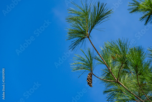 Close-up of White pine Pinus strobus brach with big pine cone on blye sky background. Nature concept for design. Place for your text photo