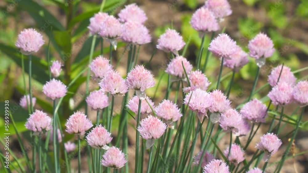 Schnitt-onion or skoroda, rezanets and sibulet in the garden on the bed. Allium schoenoprasum. Selective focus Schnitt-onion or skoroda, rezanets and sibulet in the garden on the bed. Allium schoenoprasum. Selective focus