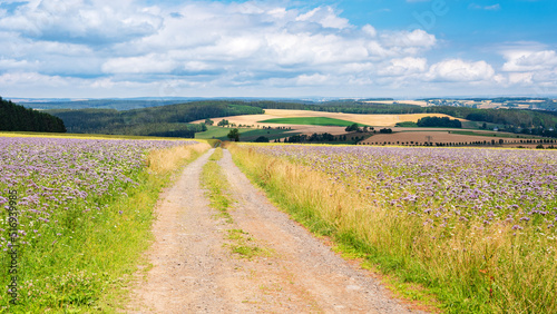 Typische Landschaft im Erzgebirge im Sommer, Feldweg führt durch blühende Felder, Sachsen, Deutschland