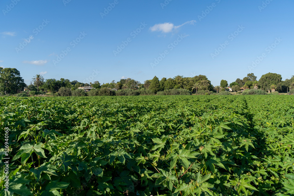 A cotton field in the Hefer Valley