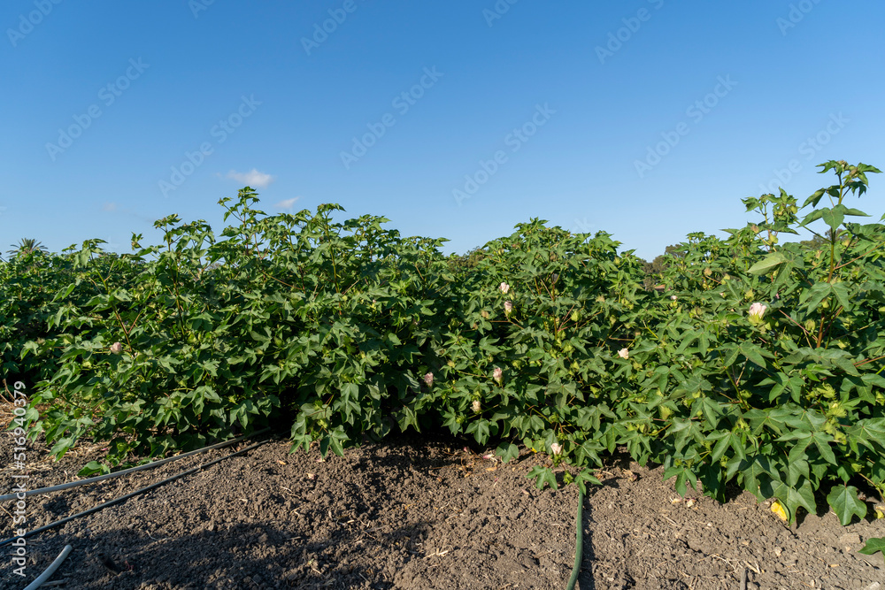 A cotton field in the Hefer Valley