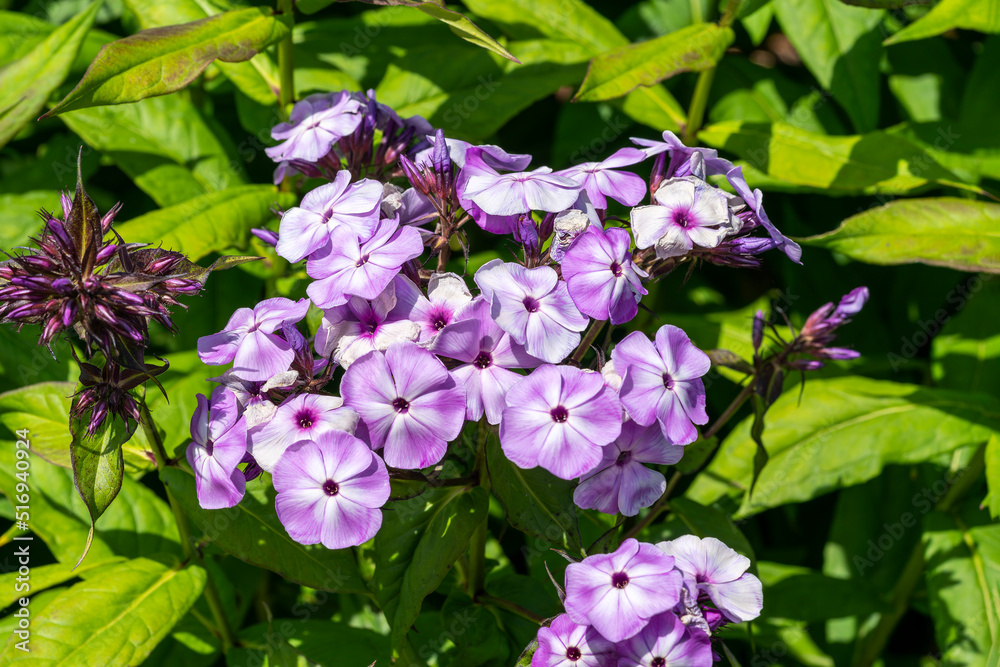 Phlox paniculata 'Violet' an herbaceous summer autumn fall flowering plant with a purple summertime flower, stock photo image Phlox paniculata 'Violet' an herbaceous summer autumn fall flowering plant with a purple summertime flower, stock photo image