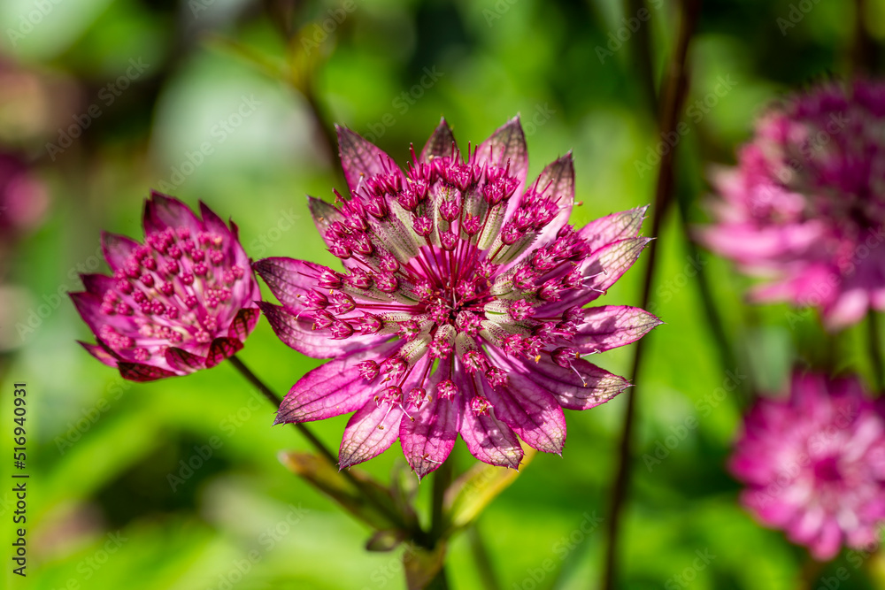 Astrantia major Gill Richardson Group a summer autumn fall flowering plant with a crimson red summertime flower commonly known as great black masterwort, stock photo image Astrantia major Gill Richardson Group a summer autumn fall flowering plant with a crimson red summertime flower commonly known as great black masterwort, stock photo image