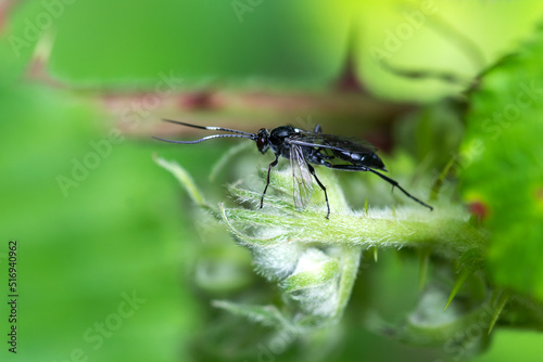 Ichneumonid wasp (Ichneumon Coelichneumon) a parasitic black flying insect, stock photo image © Tony Baggett