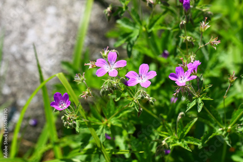 Blooming Geranium sylvaticum flower