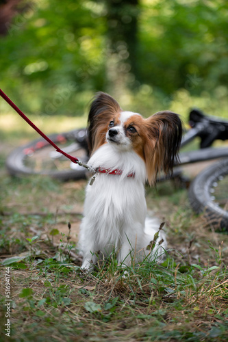 papillion in the park. Butterfly dog photo