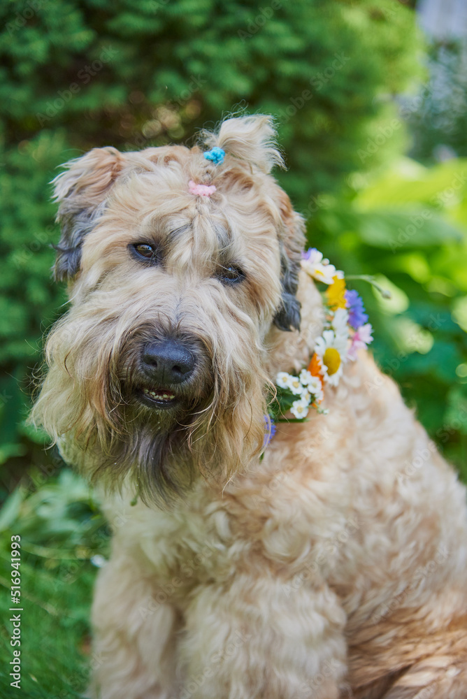 Fluffy Dog of the Irish soft coated wheaten terrier breed in a wreath of bright flowers in a green clearing. Fluffy Dog of the Irish soft coated wheaten terrier breed in a wreath of bright flowers in a green clearing.
