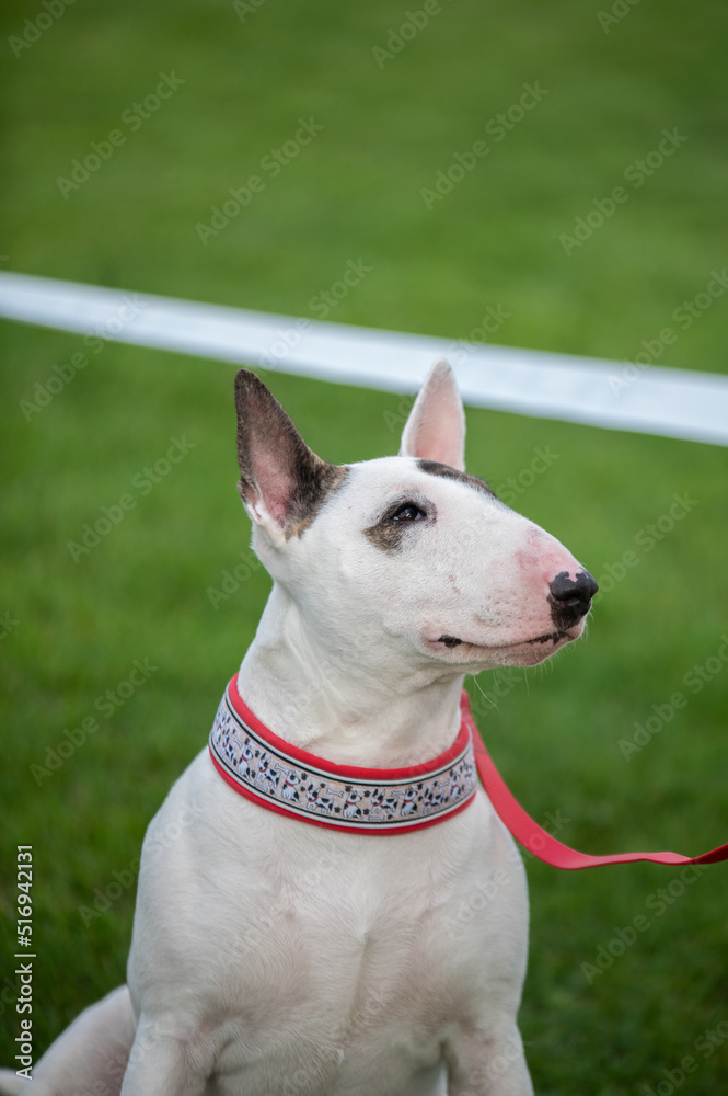 bull terrier portrait