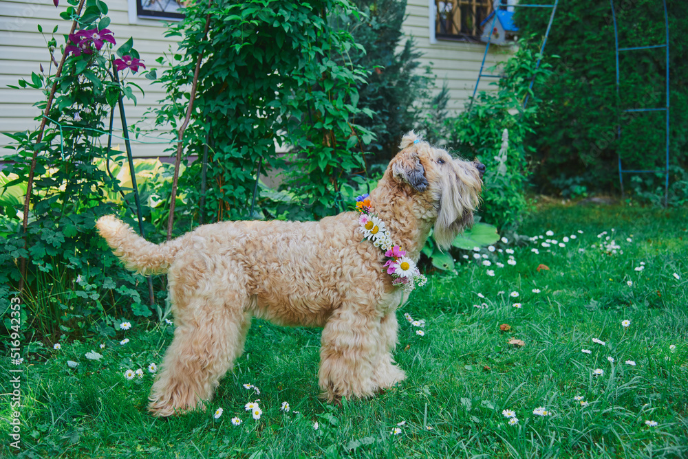 Fluffy Dog of the Irish soft coated wheaten terrier breed in a wreath of bright flowers in a green clearing.