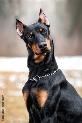 Fotografiet portrait of a doberman dog puppy