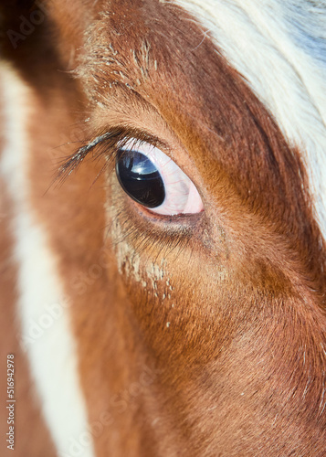 Close up shot of the eye of a cow