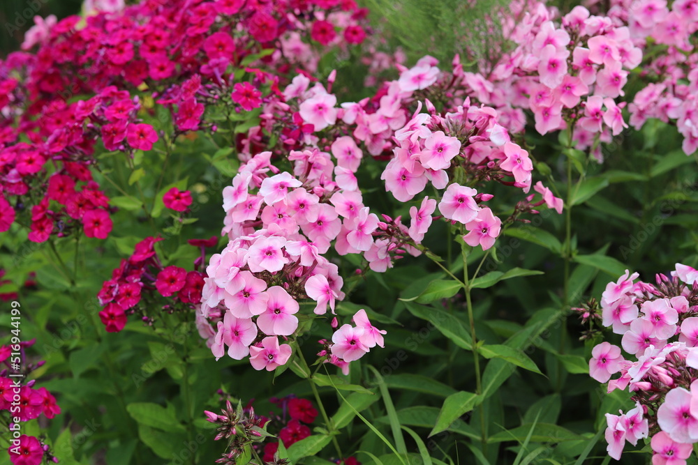 Garden Phlox paniculata, creeping phlox subulata, also known as the moss phlox. Garden Phlox paniculata, creeping phlox subulata, also known as the moss phlox.