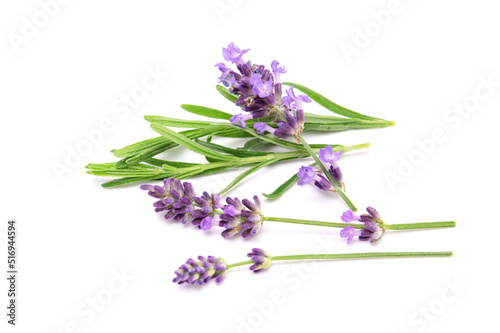 Lavender sprig flowering isolated on white background. Aromatic evergreen shrub.