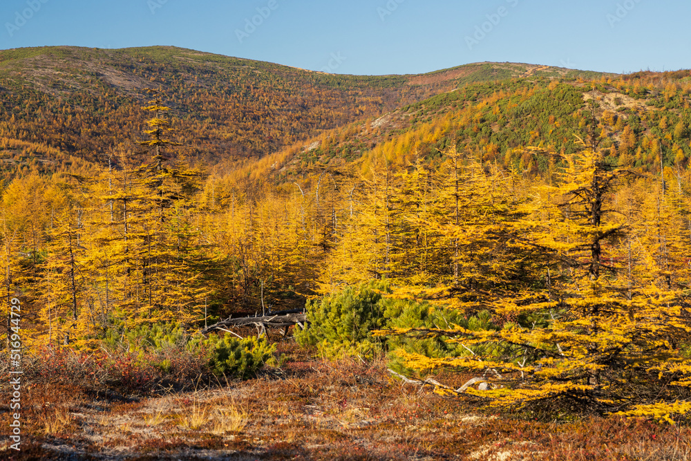 Colorful autumn landscape. View of yellowed larches and mountains. Larch forest in a mountain valley. Traveling and hiking in the wilderness. Beautiful northern nature of the Magadan region, Russia.