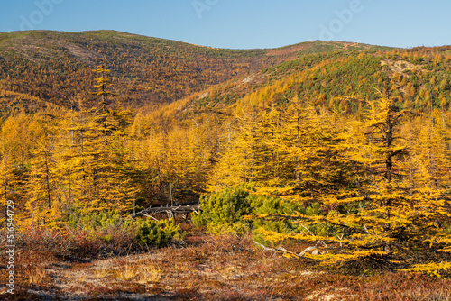 Colorful autumn landscape. View of yellowed larches and mountains. Larch forest in a mountain valley. Traveling and hiking in the wilderness. Beautiful northern nature of the Magadan region  Russia.