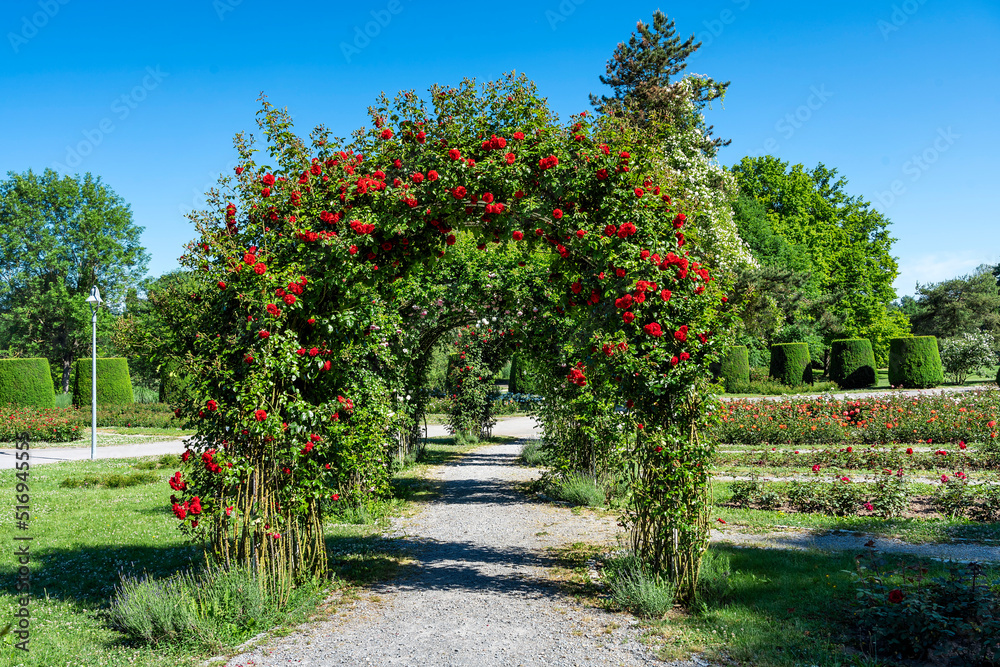 Rosenblüte im Wertwiesenpark in Heilbronn
