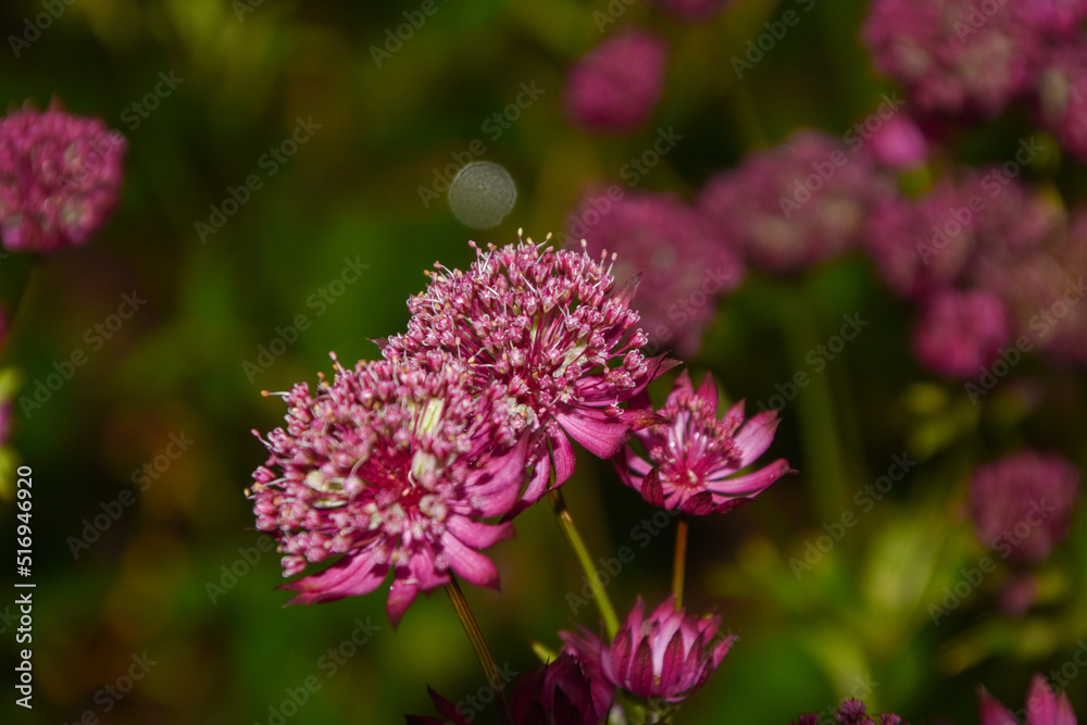 red wild flowers in an Irish garden in Galway in spring red wild flowers in an Irish garden in Galway in spring