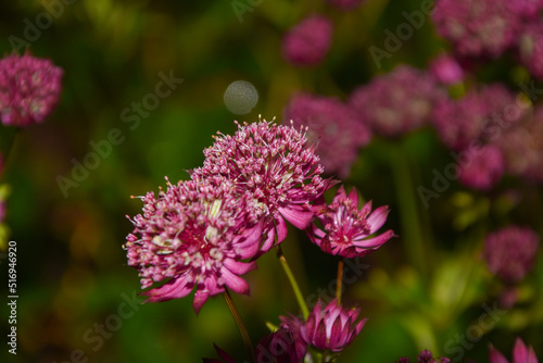 red wild flowers in an Irish garden in Galway in spring
