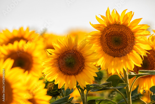 A blooming field of sunflowers. Bright sunflower flower close-up, © maykal