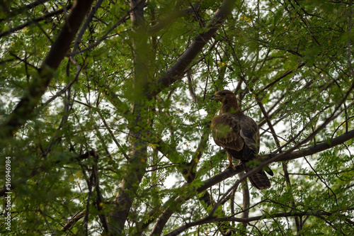 Oriental Honey Buzzard or Pernis Ptilorhyncus closeup on tree in natural green background at Ranthambore national park forest Rajasthan India asia