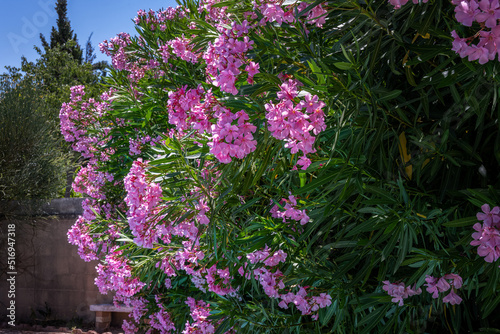 View of pink Nerium oleander in the sun in summer