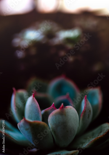 Close up of beautiful and colorful crasa in the garden. Suculent. Background.