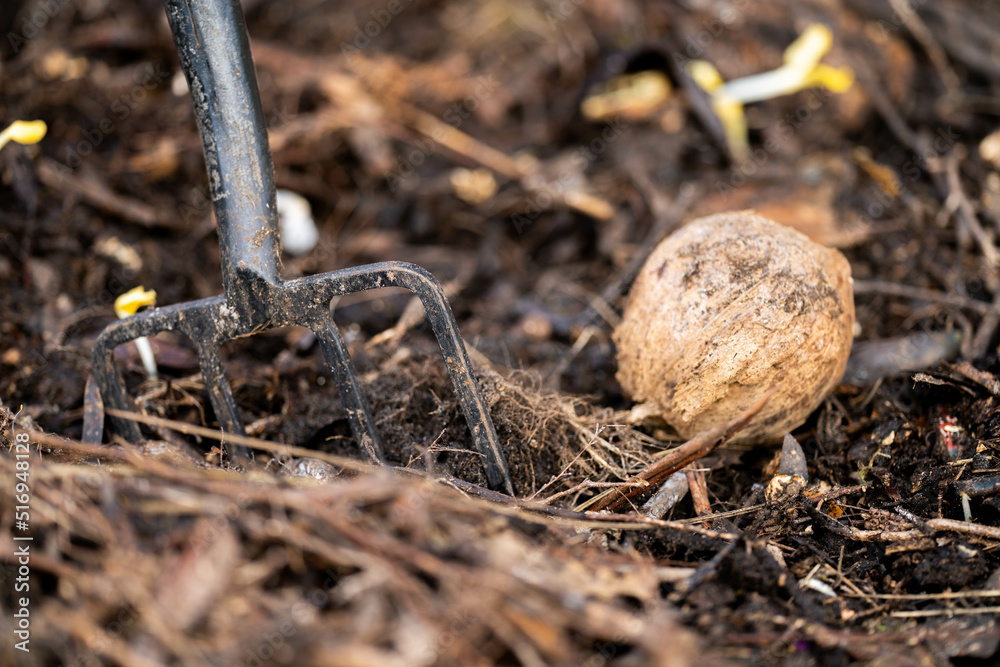 turning a compost pile in a community garden. compost full of microorganisms. sustainable regenerative agriculture with a soil sample turning a compost pile in a community garden. compost full of microorganisms. sustainable regenerative agriculture with a soil sample