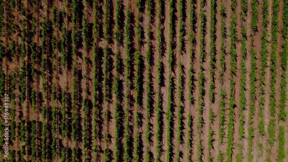 A farmers field with grapes in the south of France. (Montpellier) A farmers field with grapes in the south of France. (Montpellier)