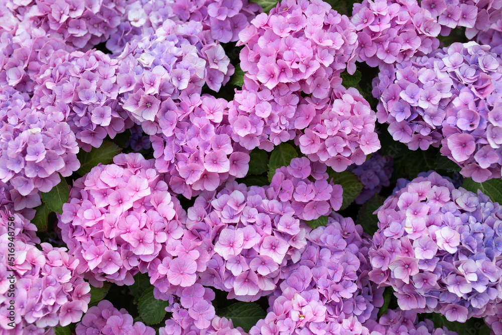Hortensia, purple hydrangea flowers in garden Hortensia, purple hydrangea flowers in garden