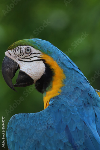 Close up head the Blue and yellow macaw parrot bird in garden