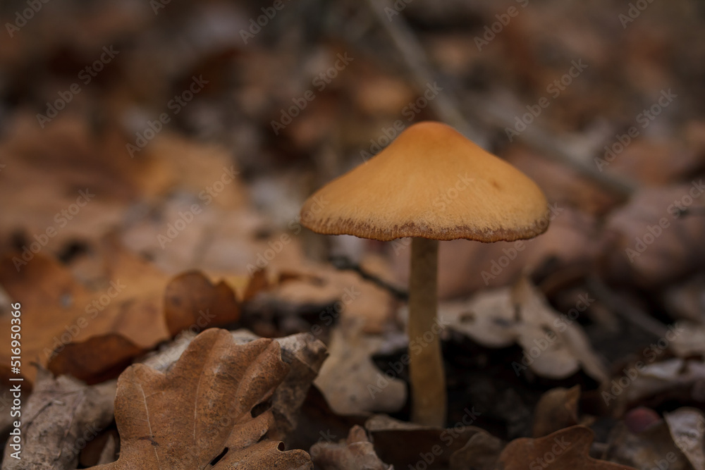 Little brown mushroom among dry brown leaves in autumn forest. Beautiful nature, macro world photography. Little brown mushroom among dry brown leaves in autumn forest. Beautiful nature, macro world photography.