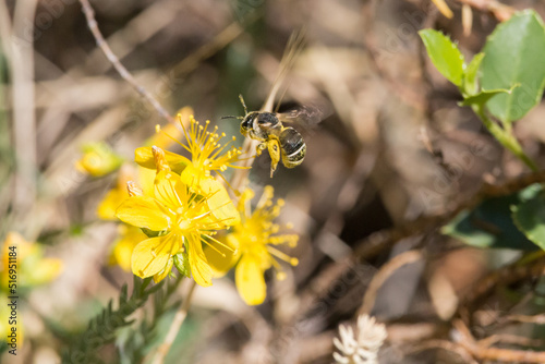 Pequeña abeja recolectando nectar de Hipérico © Diego Cano Cabanes