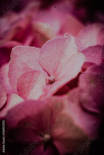 Hortensien die im Sommer Blüht - Hydrangea