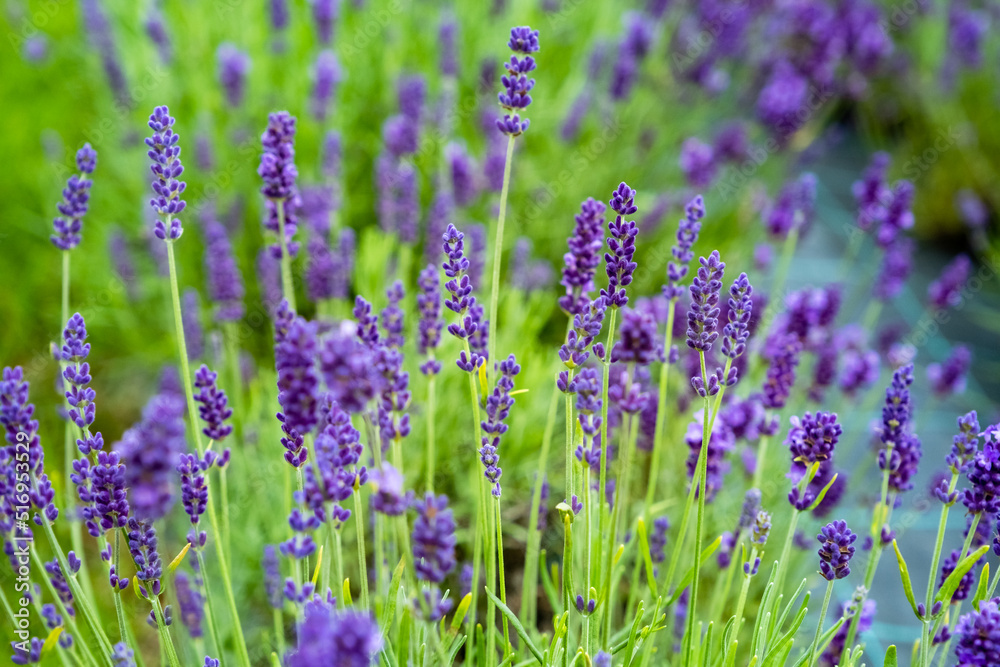 Obraz premium Lavender Field in the summer. Aromatherapy. Nature Cosmetics. Latvia