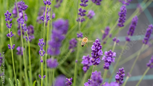 Honeybee in flowering lavender field. Summer landscape with blue lavender flowers. Latvia.