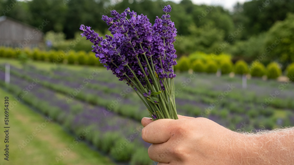 in a man's hairy hand a wonderful bouquet of lavender on a summer evening in a man's hairy hand a wonderful bouquet of lavender on a summer evening