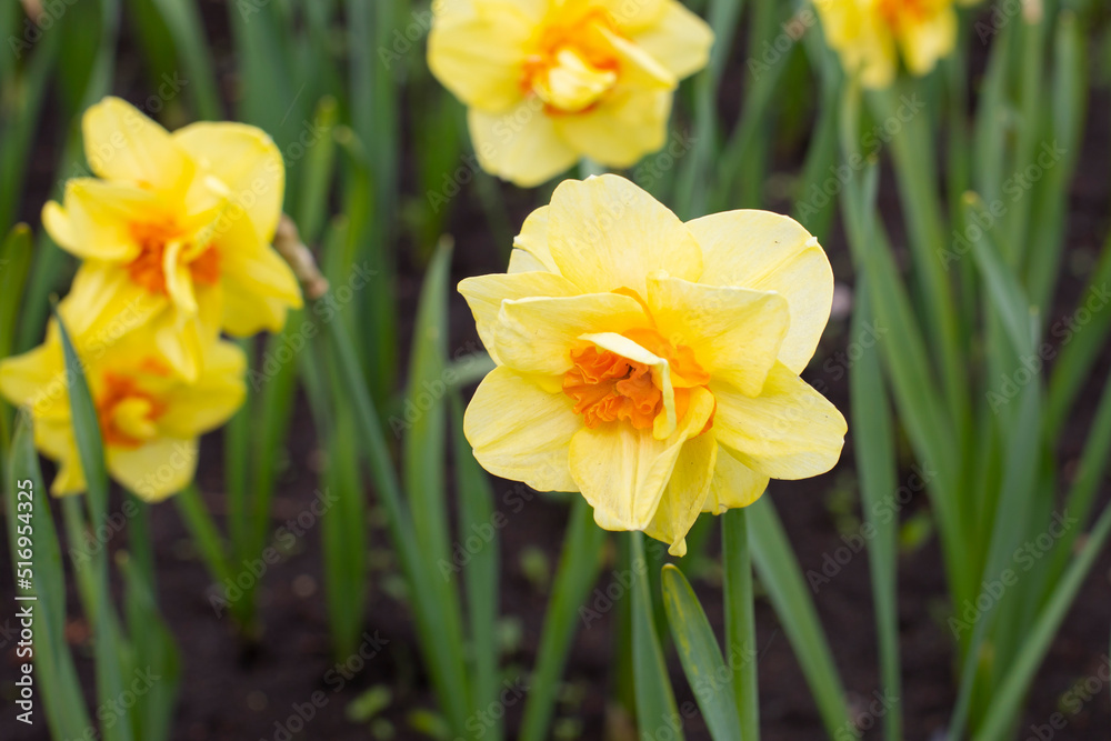 yellow double daffodil blossom close-up natural flowerbed yellow double daffodil blossom close-up natural flowerbed