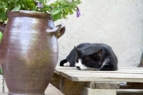 Fototapeta Naklejka Na Ścianę i Meble -  Cat sleeping on a transport palette outside a building in the summer