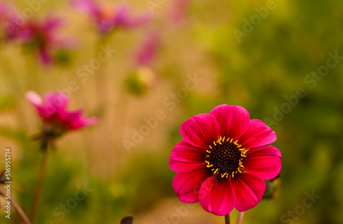 Beautiful close-up of a purple dahlia