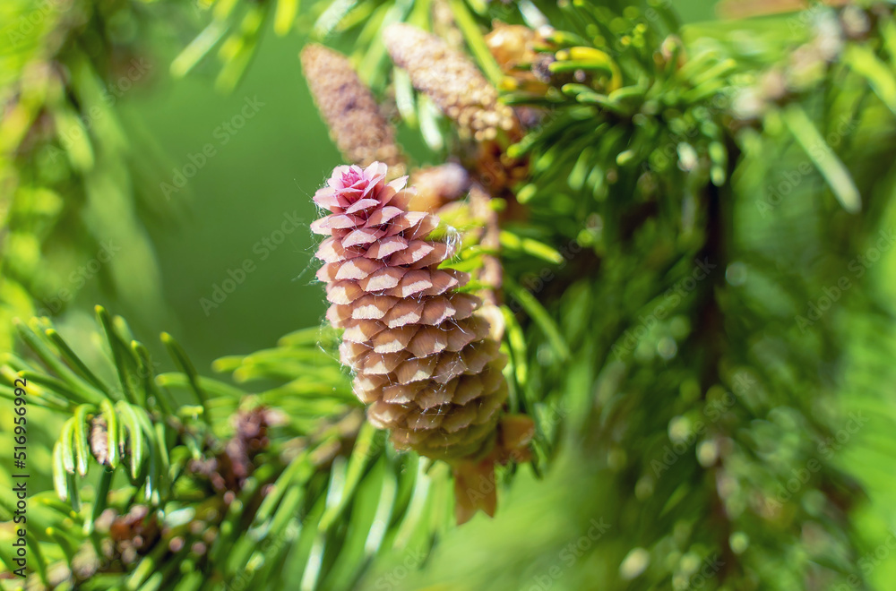 A fir cone growing on a branch with needles. A fir cone growing on a branch with needles.