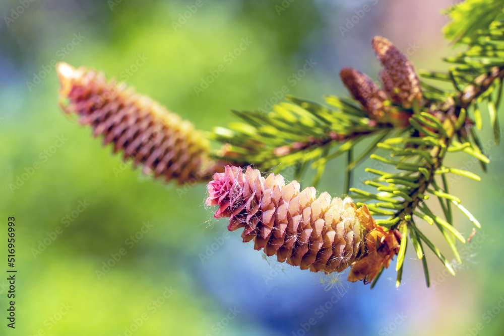 Fir cones growing nearby on a branch with needles. New fruits of a coniferous tree. Fir cones growing nearby on a branch with needles. New fruits of a coniferous tree.