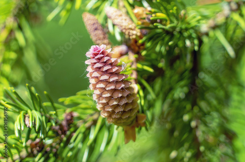 A fir cone growing on a branch with needles.
