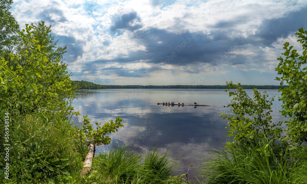 Wild ducks are sitting peacefully on a log in the lake .Vsevolozhsk. Leningrad region.